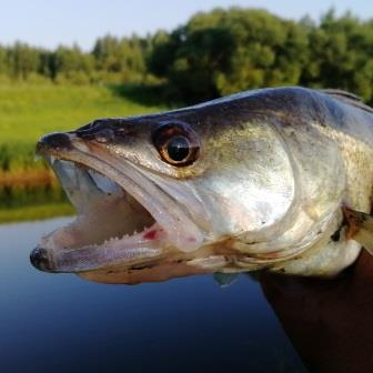 А может перерыв и погнали на рыбалку?